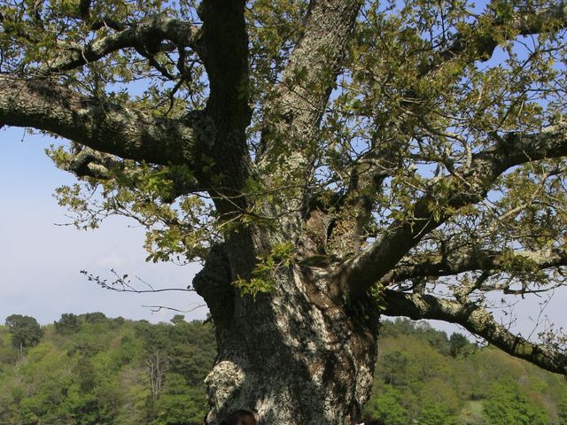 Le mariage de Stéphane et Hélène à Quimperlé, Finistère 10