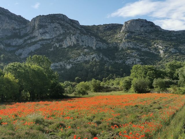 Le mariage de Michel et Fleur  à Lauris, Vaucluse 1