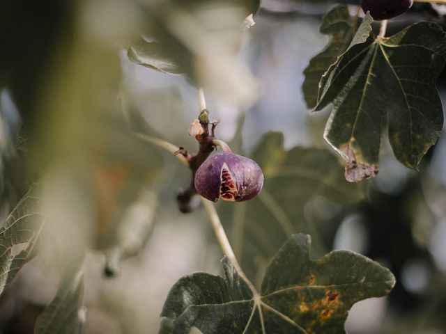 Le mariage de Tangy et Amandine à Montpellier, Hérault 41