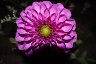 Empreinte de Violettes - 23