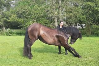 Team Adagio Horse Show - 5