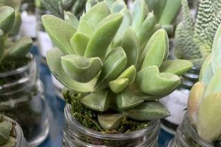 Les succulentes ou plantes grasses - Les Contes Succulents