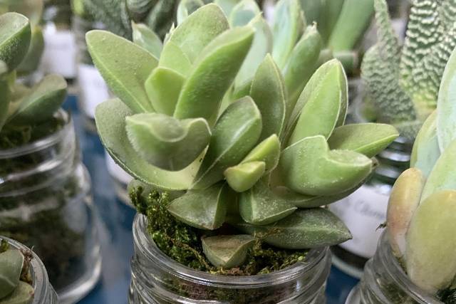 Les Contes Succulents 3