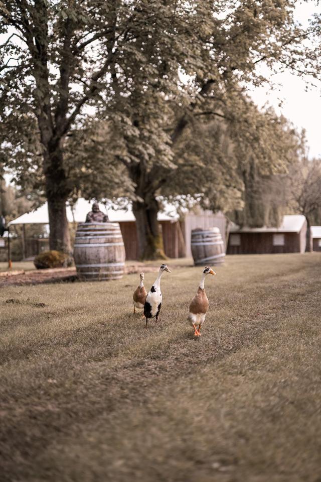 Domaine Ramonjavel - 4