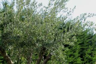 Lilice Artisan Fleuriste - 13