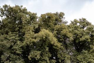 Abbaye de Reigny - 11