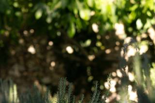 Domaine Théolier en Provence - 5