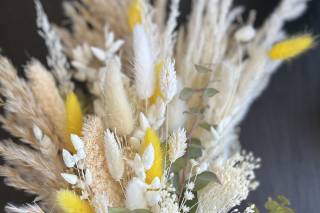 Pigne & Mimosa - 12