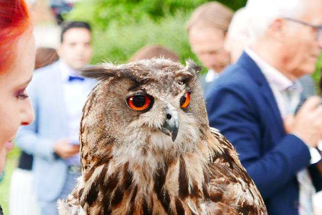 Falcon Temporis Fauconnerie 4