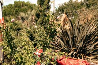 Les Cérémonies de Véronique - 6