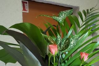Fleurs Lointaines - 9