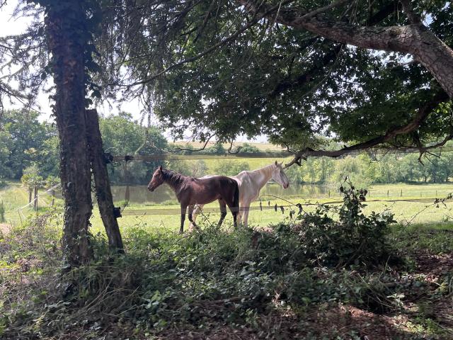 Château Sauvéméa - 3