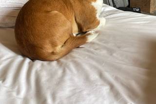 Coeur Canin - 1