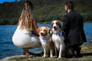 Loyal And Lovely - Wedding Dog Concierge - 1