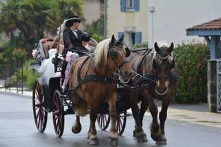 Calèches Autrot'Mant - 13
