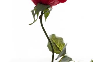 Bizzari Photography - 5