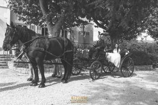 Bizzari Photography - 6