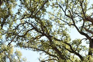 Brahms Photographie - 7