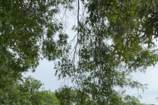 Wild & Green - 6