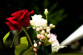 Tweedia Fleuriste - 16