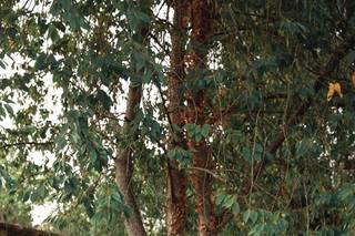 Mimesis Photographie - 9