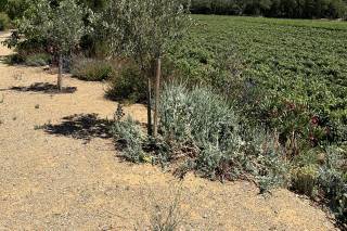 Domaine de l'Herbe Sainte - 6