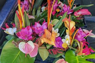 Couleurs de Fleurs - 8