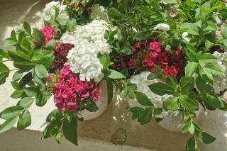 Poppie Ferme Florale - 7