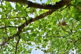 Jardins de Bougainville - 10
