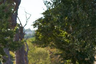 Rieu-Patey Photographie - 11