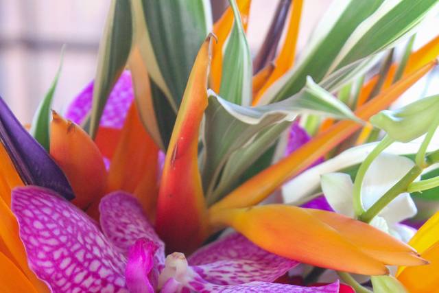 Fleurs de Coton 5