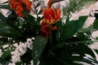 Cosmos politaine - 10