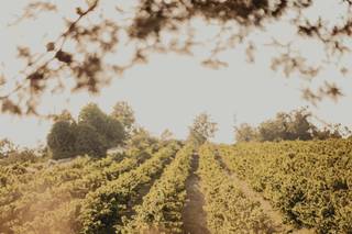 Domaine des Hautes Vignes - 16