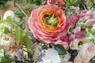 Cosmos politaine - 14