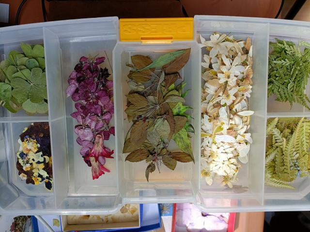Rébecca Les Jolies Fleurs - 4