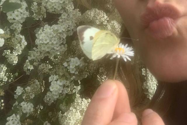 Papillons pour mariages 1