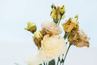 Nicole Fleurs - 21