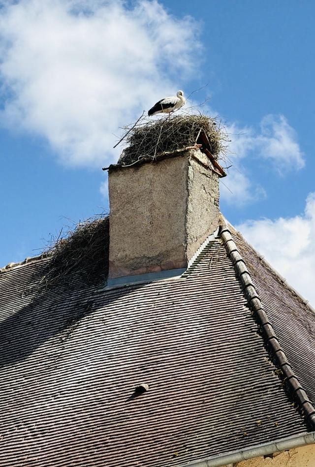 Château de Gevigney - 2