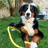 Sloane