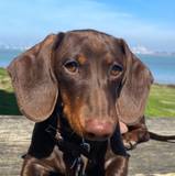 Elodie