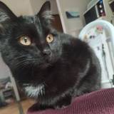 Corine