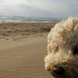 Angie