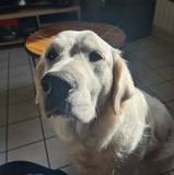 Camille