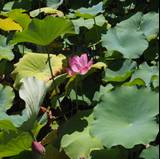 Clotilde