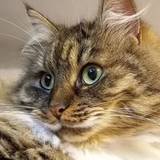Aurore