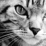 Julien