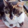 Yentl