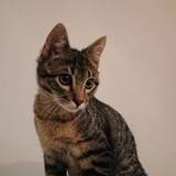 Liliana