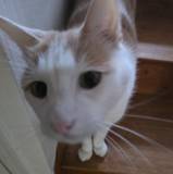 Elodie