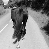 Maud
